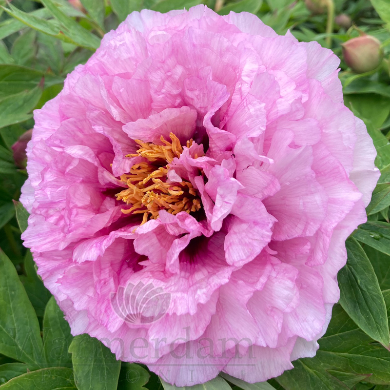 Waucedah Princess | Warmerdam Paeonia